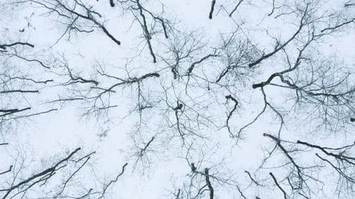 Forest From Above
