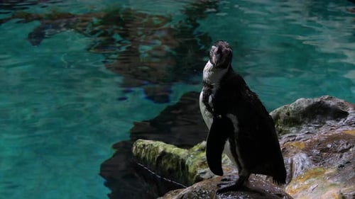 Penguin Preening Feathers on Rock Near Water