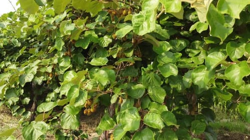 Kiwi Fruit Plant Agriculture Farming, Exotic Food