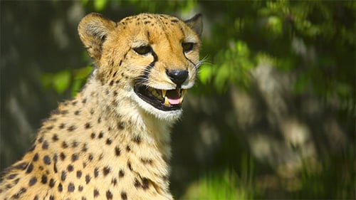 Gepard