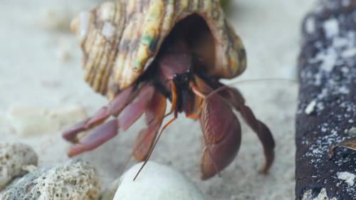 Hermit Crab Crawling on the Beach