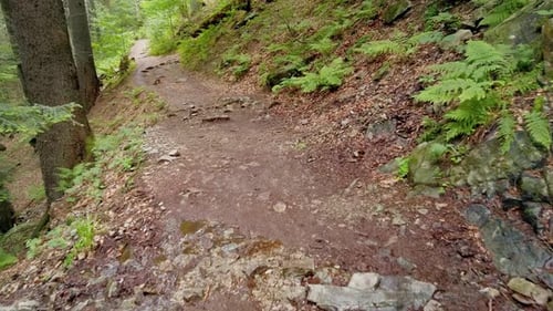 POV Hiking on Trail Path Through Green Forest