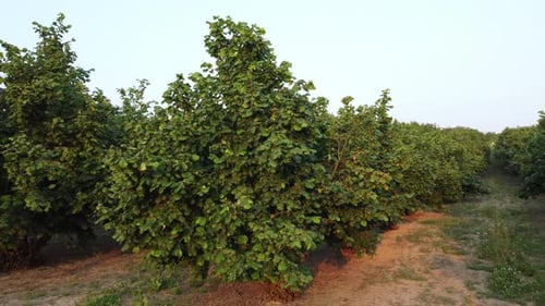 Hazelnuts agriculture cultivation field in Langhe, Piemonte Piedmont
