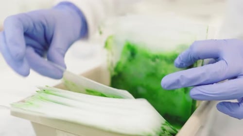 Woman checking different plant extracts to analyze in a laboratory