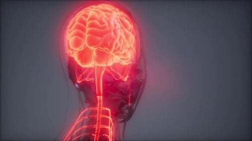 Animated 3D Human Brain and Nervous System with Red Glow