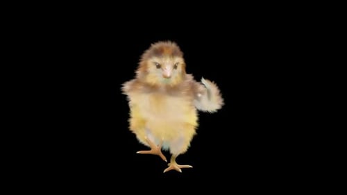 Adorable Fluffy Chick Performing a Playful Dance Loop