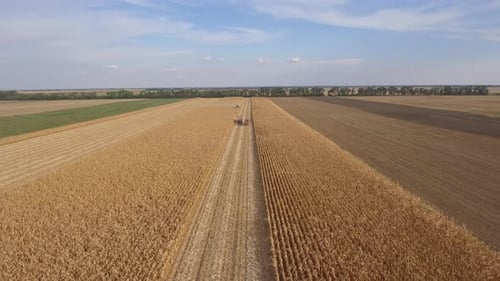 Combine Harvester Harvesting Corn in Rural Farm Field