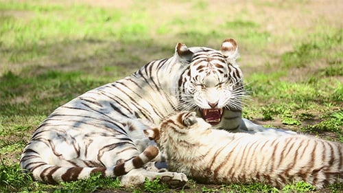 White Tiger and Cub Resting in Grassy Habitat