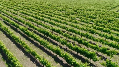 Reihen von Weinbergen