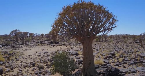 Köcherbäume von Namibia