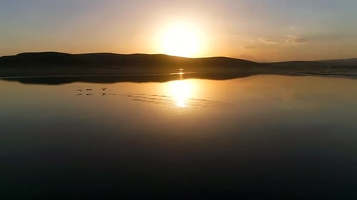 Birds flying in the lake at sunset, slowmotion.