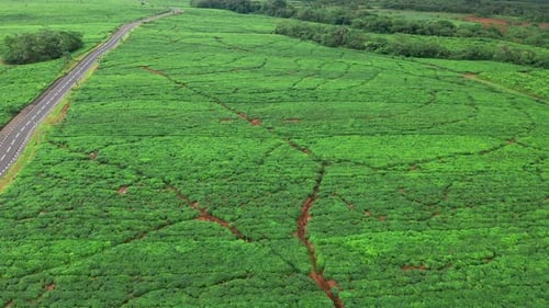 Aerial View of Fresh Green Tea Terrace Farm on the Hill Mauritius