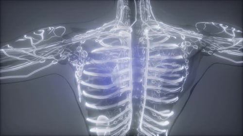 3D Animated Human Torso Scan with Glowing Lymphatic System