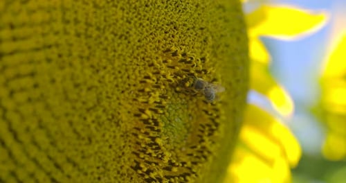 Néctar en el girasol