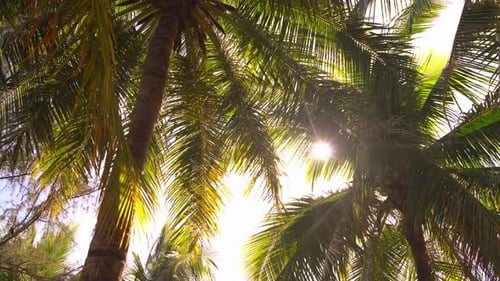 Palm Trees Swaying in Tropical Sunlight