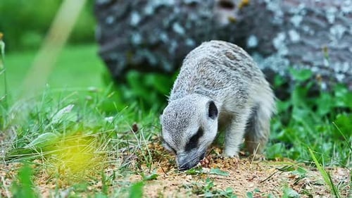 Meerkat Digging in Dirt on Grassy Hill