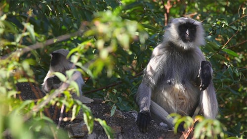 Gray Langurs