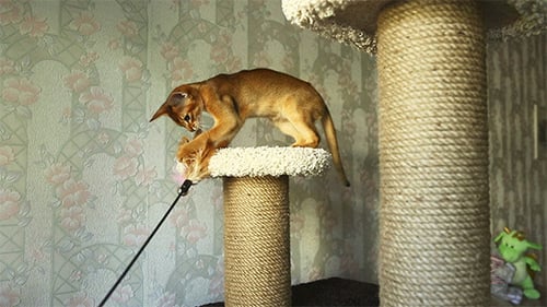 Playful Kitten