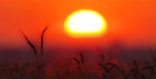 Wheat Field at Sunrise with Beautiful Golden Light