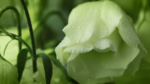 Close Up of Green Flowers with Water Droplets