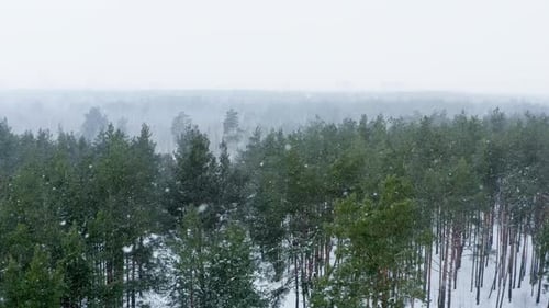 Aerial View of Winter Forest