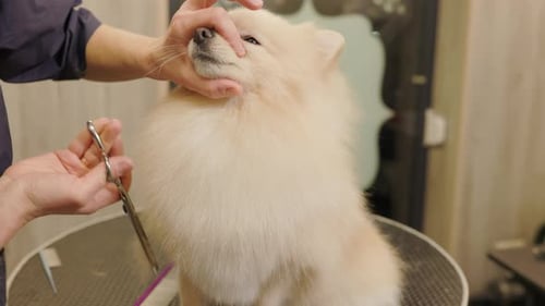 Dog Gets a Haircut at the Groomer