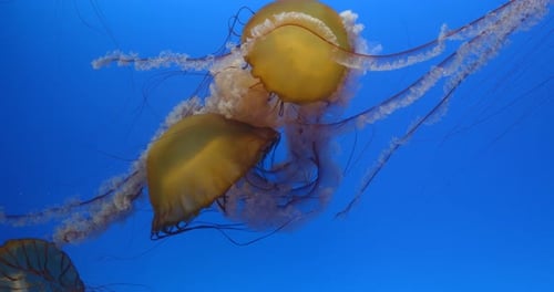Quallen schwimmen im Wassertank