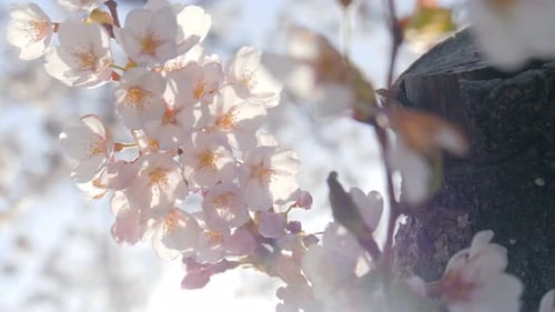 Cherry Blossom