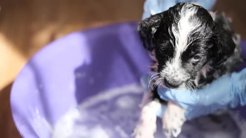 Cute Puppy Getting a Bath at Home