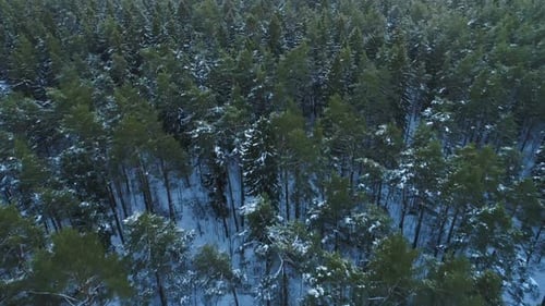 Flight Above the Snowy Green Pine and Spruce Forest