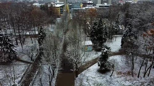 Bäume im Winterpark