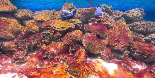 Colorful Tropical Fish Swim Around Coral Reef
