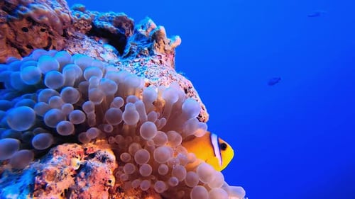 Clownfish Swimming Near Beautiful Coral Reef and Anemone