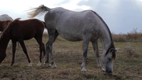 Horses Grazing Peacefully in Rural Field