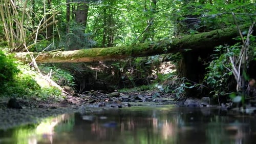 Klarer Bach im wilden Wald