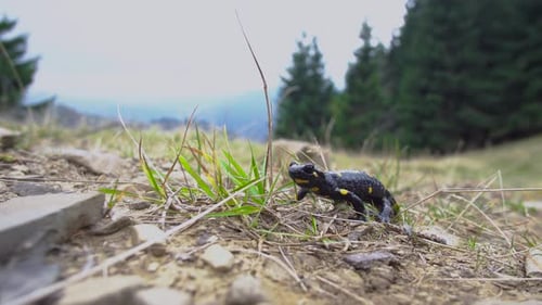 Salamander Standing on Rocky Terrain near Forest