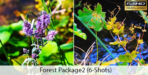 Forest Plants