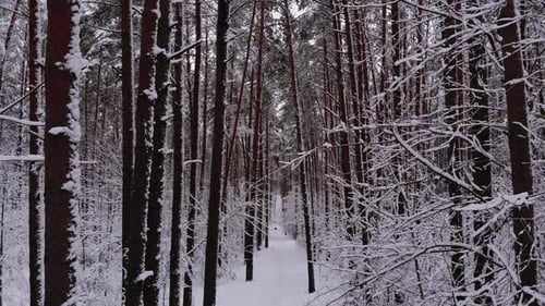 Schneebedeckte Baumstämme und Äste im frostigen Winterwald