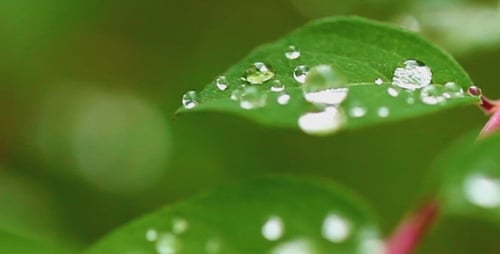 Rain Droplets Glistening on Green Leaves in Nature