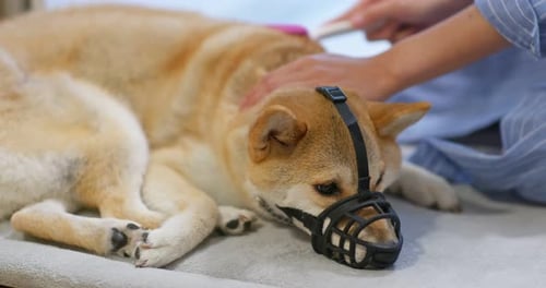 Dog Having Fur Brushed While Wearing Muzzle
