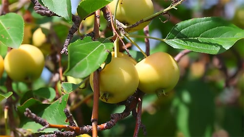 Apples