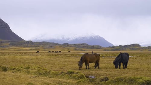 Horses Grazing in a Tranquil Mountain Meadow
