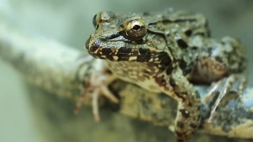 crapaud de rivière ou grenouille crapaud géant de Malaisie.