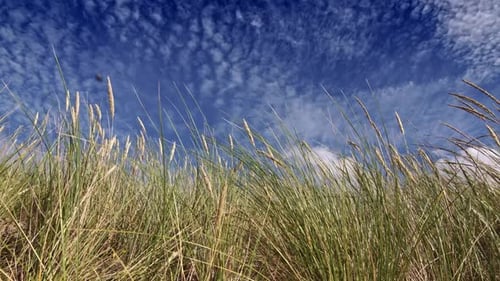 Beach Grass Blowing Gently in Wind Under Blue Sky