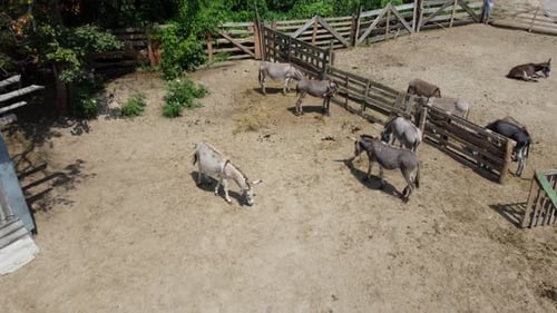 Eselfarm