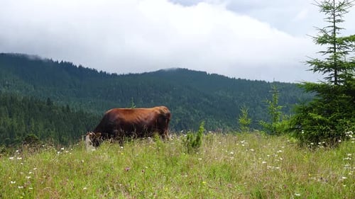 Cow Grazing in Mountain Meadow