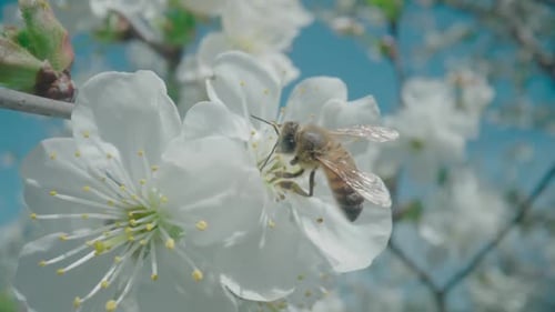 Bee Pollinating a White Cherry Blossom Flower