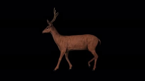 4K Hirsch-Spaziergang