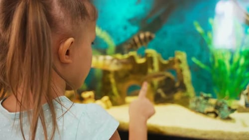 Child Watching Fish Swimming in Aquarium at Home