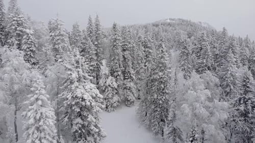 Snow Covered Trees in Winter Aerial View
